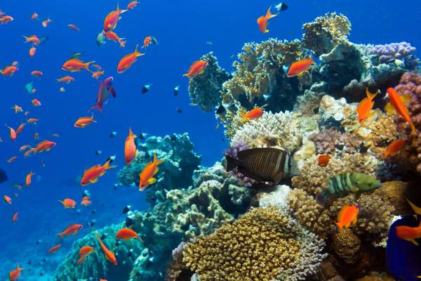 Rotes Meer Unternehmungen